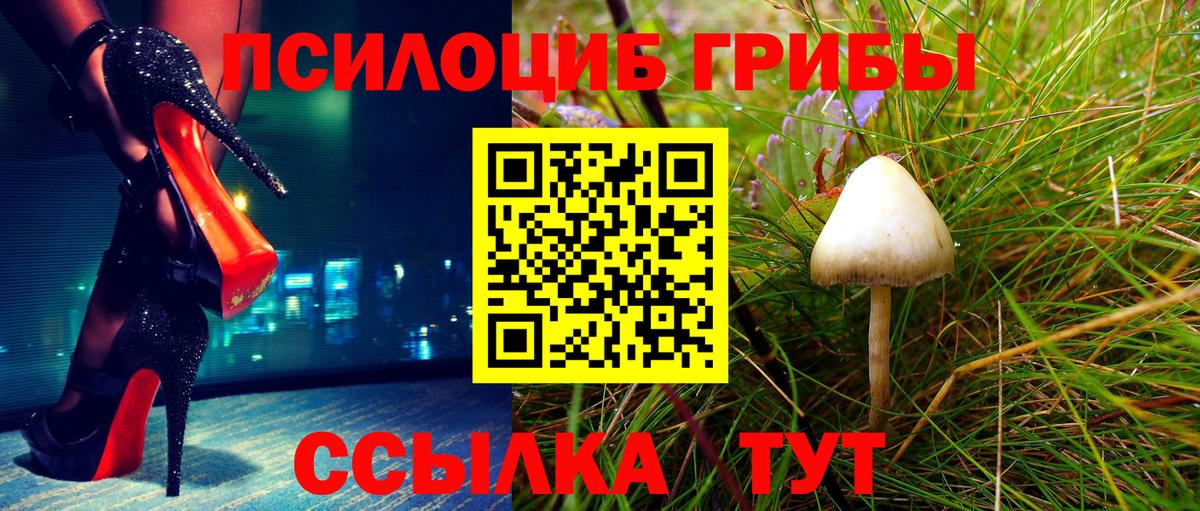 Галлюциногенные грибы Psilocybe Междуреченск